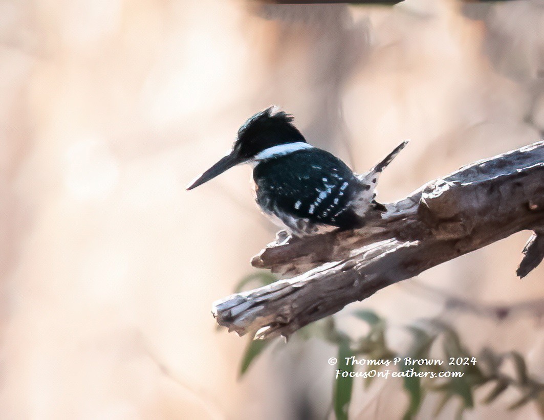 Green Kingfisher - ML613326055