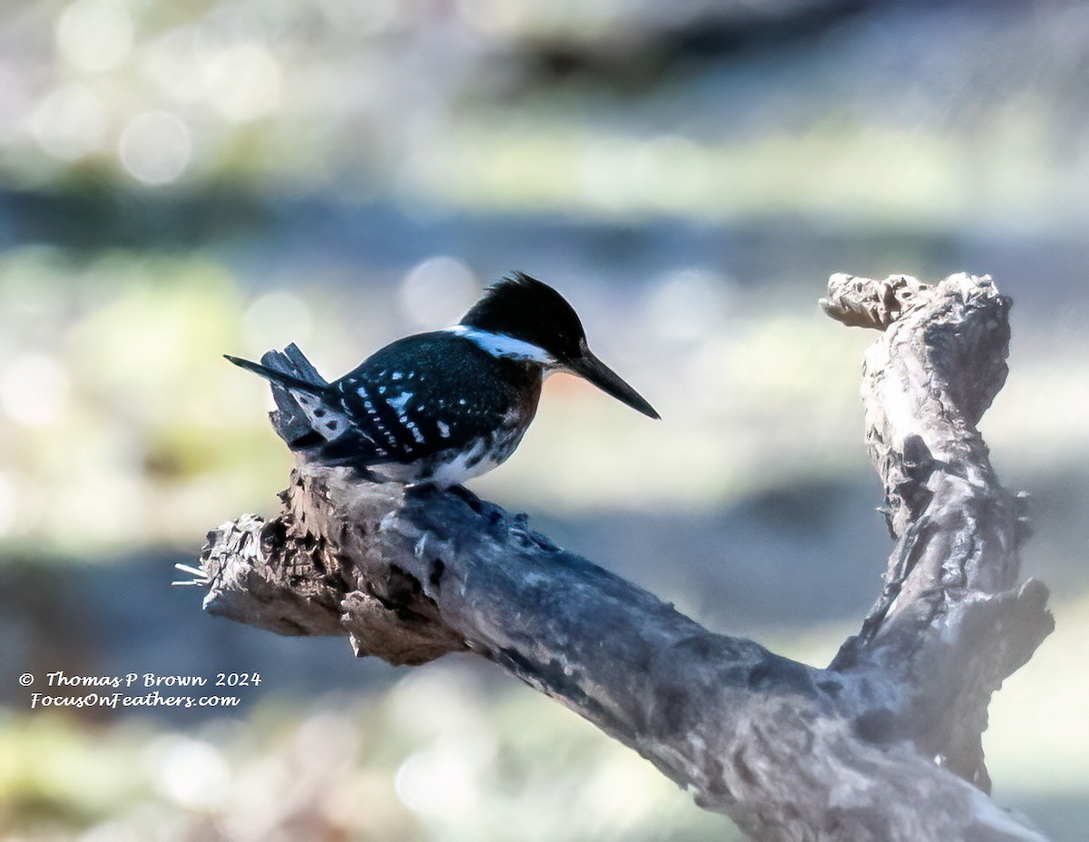 Green Kingfisher - ML613326056