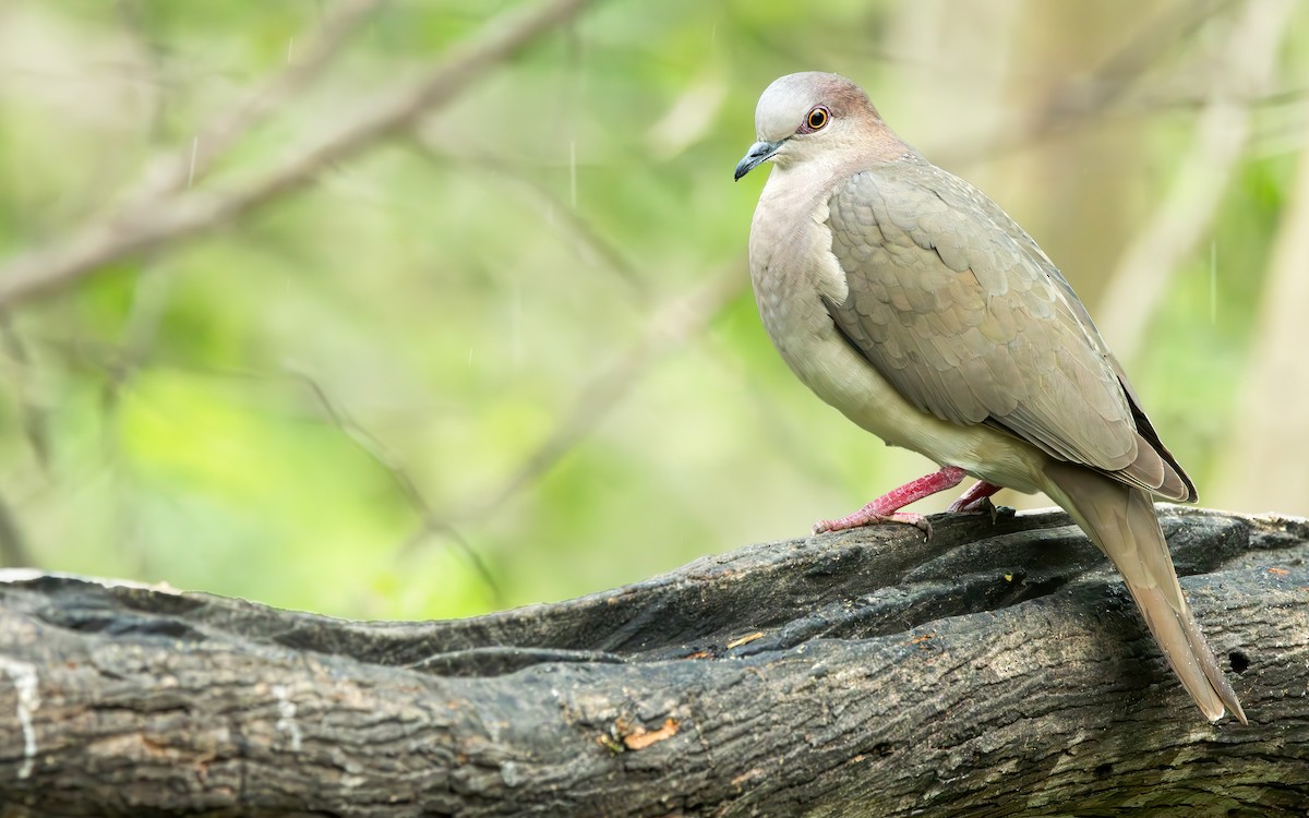 White-tipped Dove - Connor Cochrane