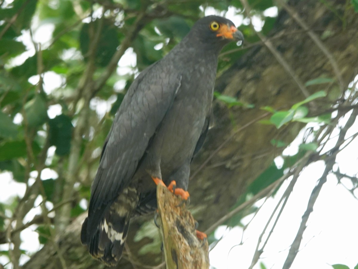 Slender-billed Kite - ML613326156