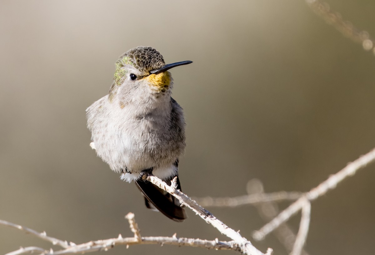 Costa's Hummingbird - Daniel Ward