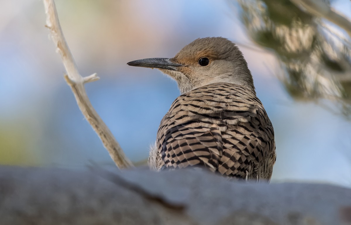 Northern Flicker - Daniel Ward