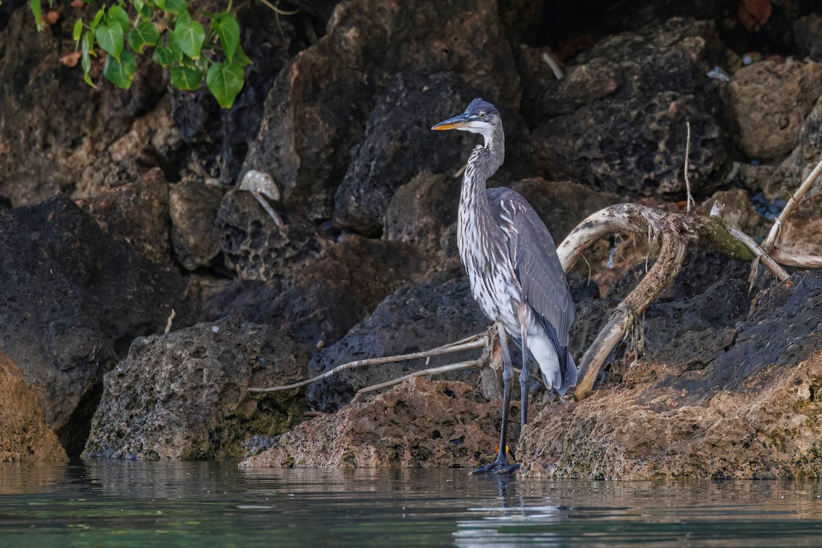 Garza Azulada - ML613326296