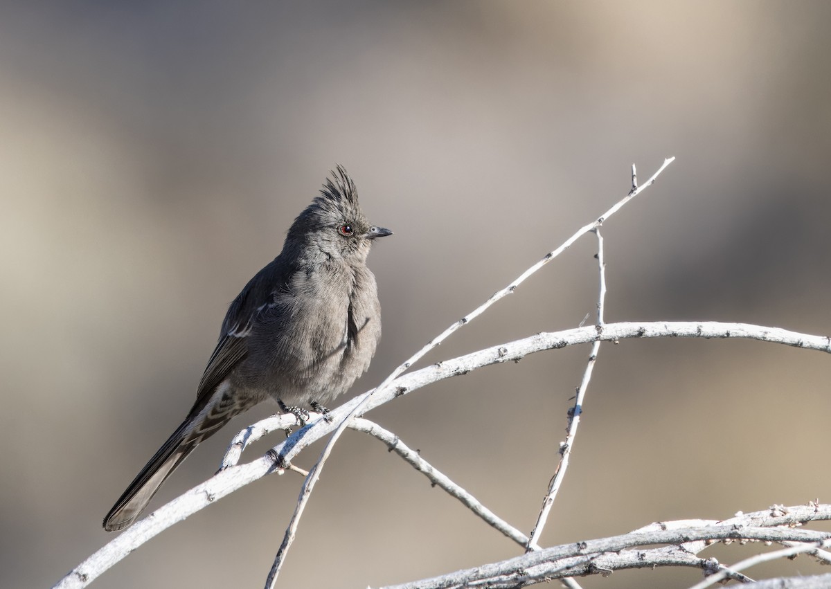 Phainopepla - Daniel Ward