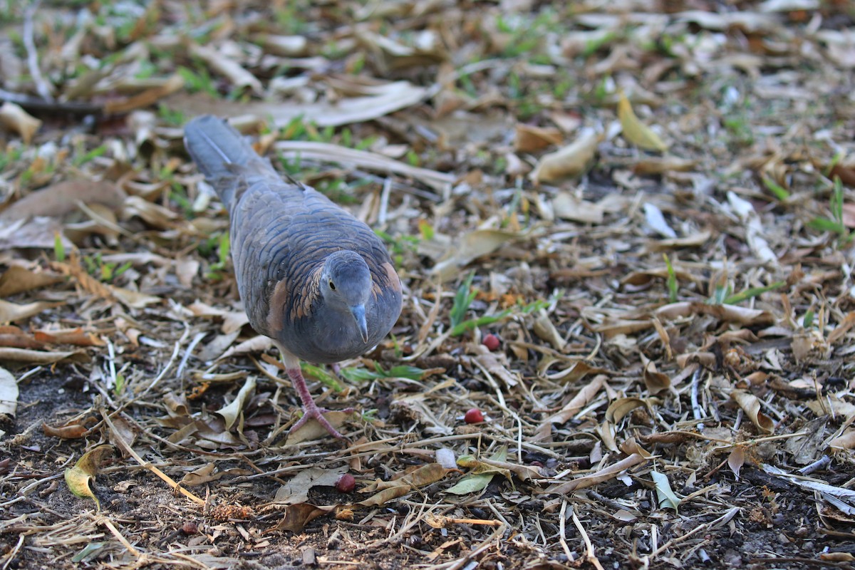 Bar-shouldered Dove - Brett Whitfield