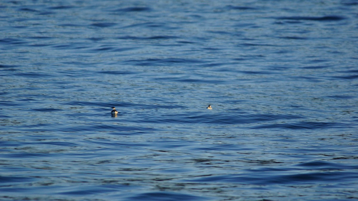 Marbled Murrelet - ML613326535