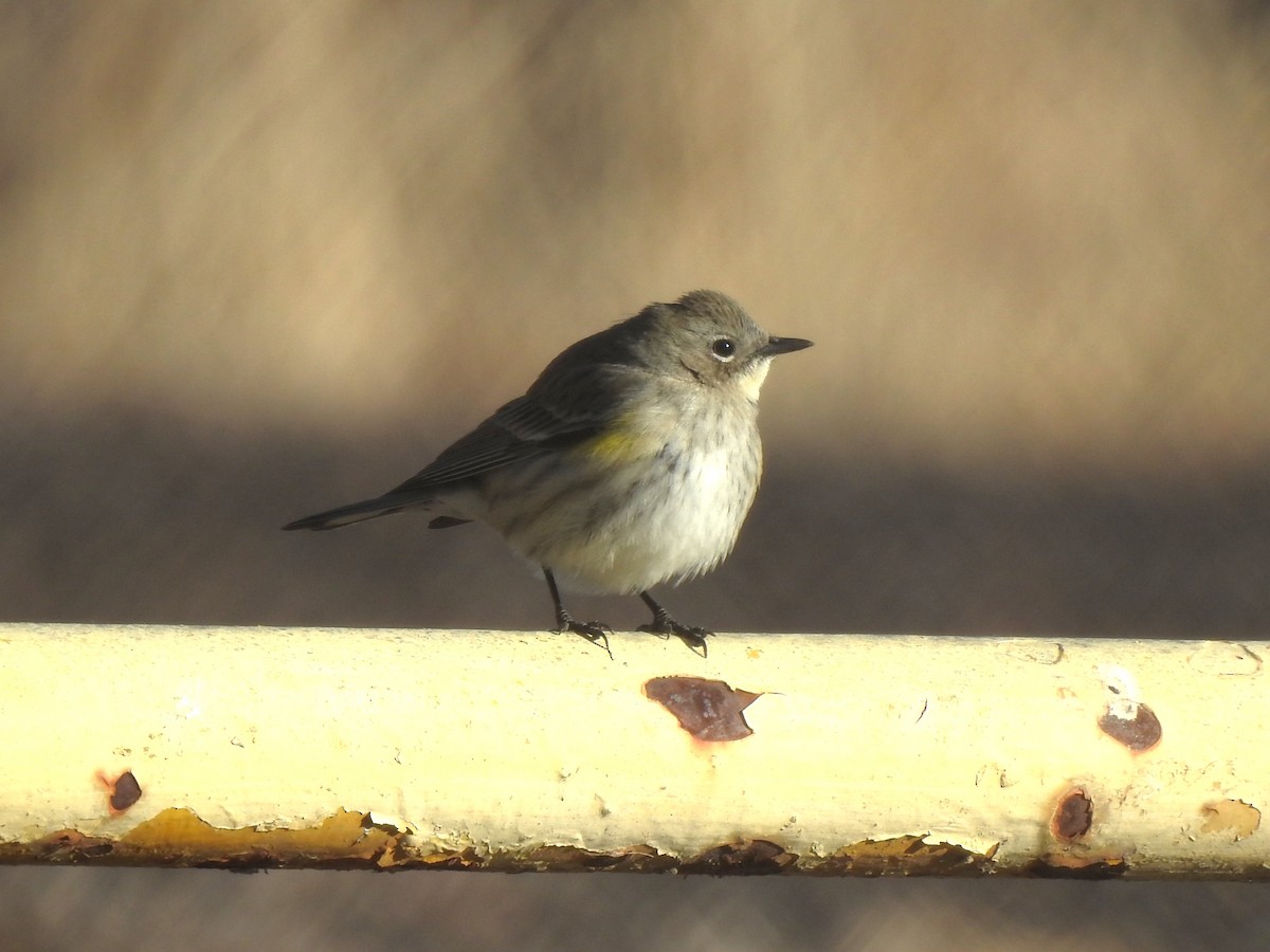 Yellow-rumped Warbler - ML613326557