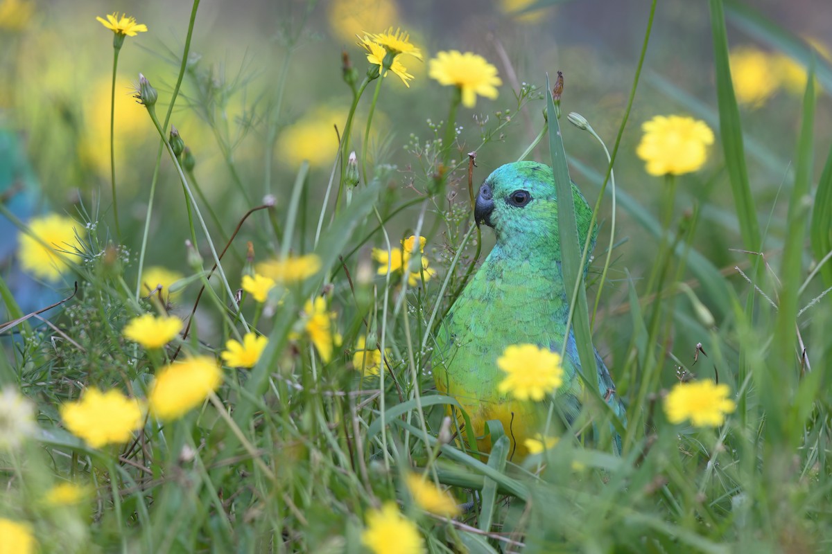 Red-rumped Parrot - Nathan  Ruser