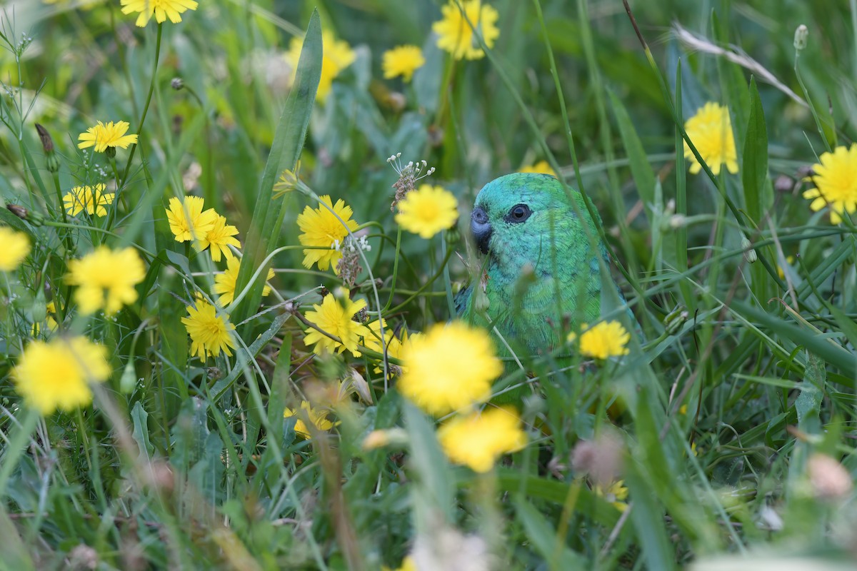 Red-rumped Parrot - Nathan  Ruser