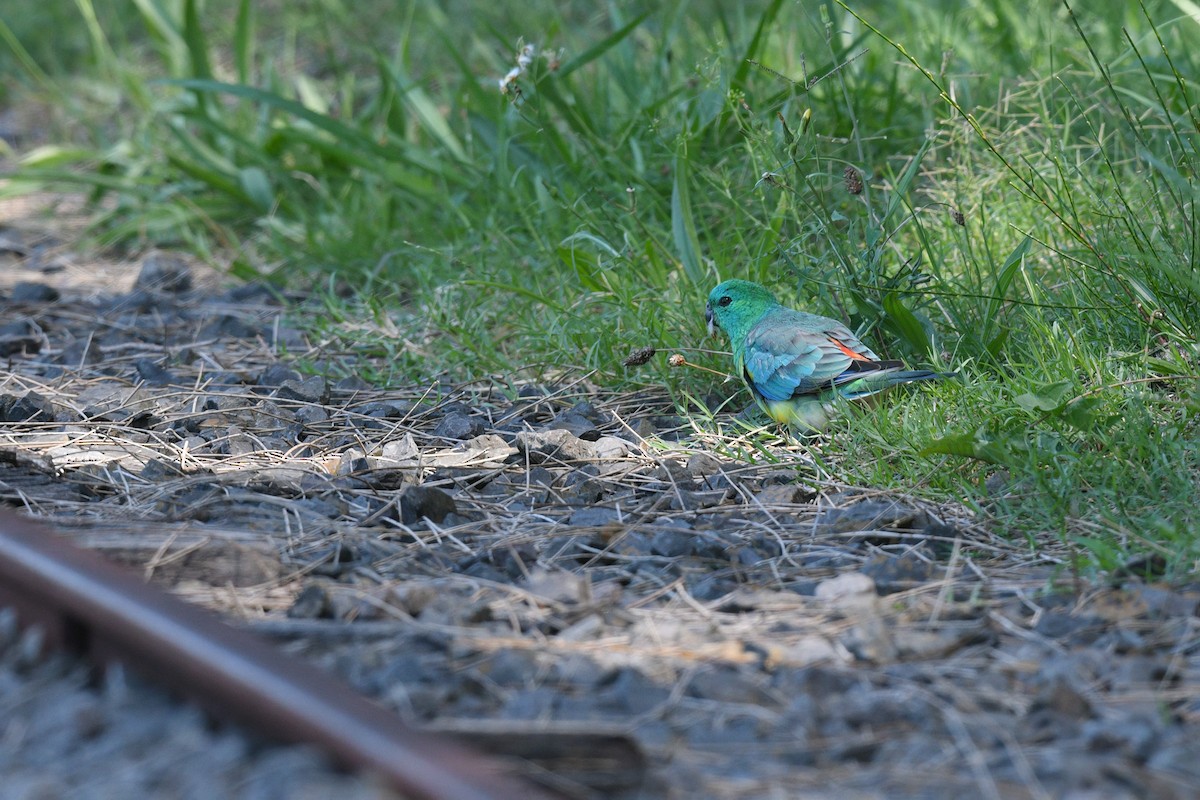 Red-rumped Parrot - Nathan  Ruser