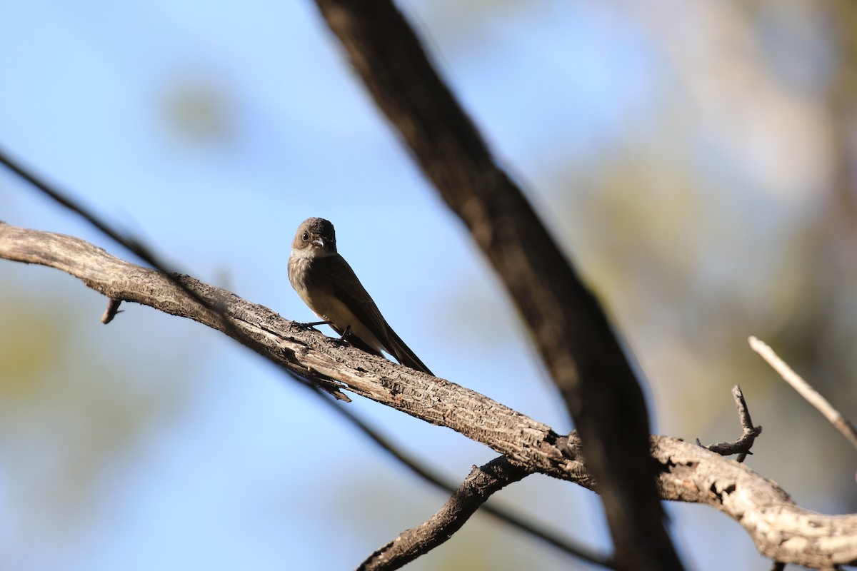 Northern Fantail - Brett Whitfield