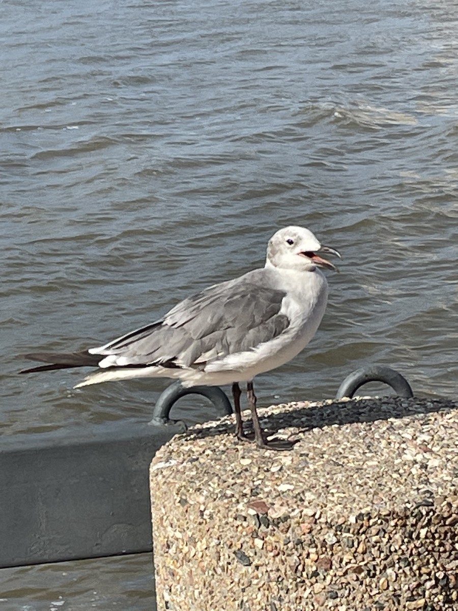 Mouette atricille - ML613326621