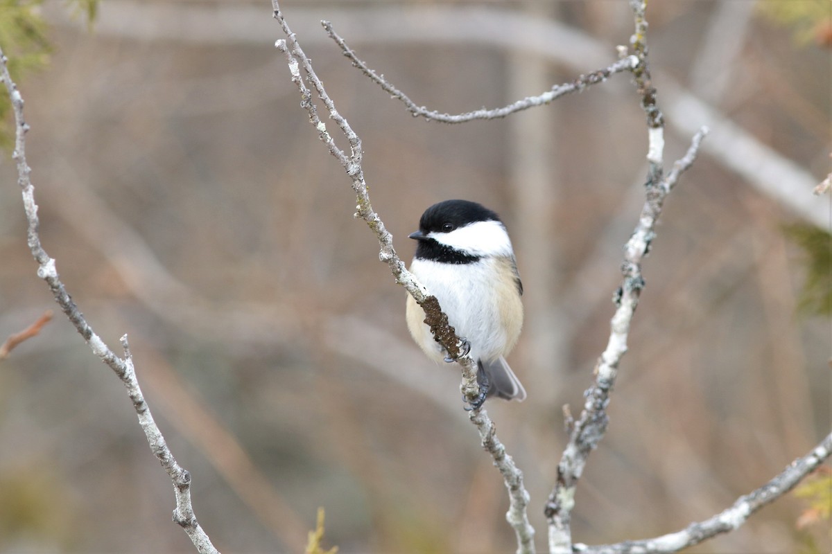 Black-capped Chickadee - Daniel J. Riley