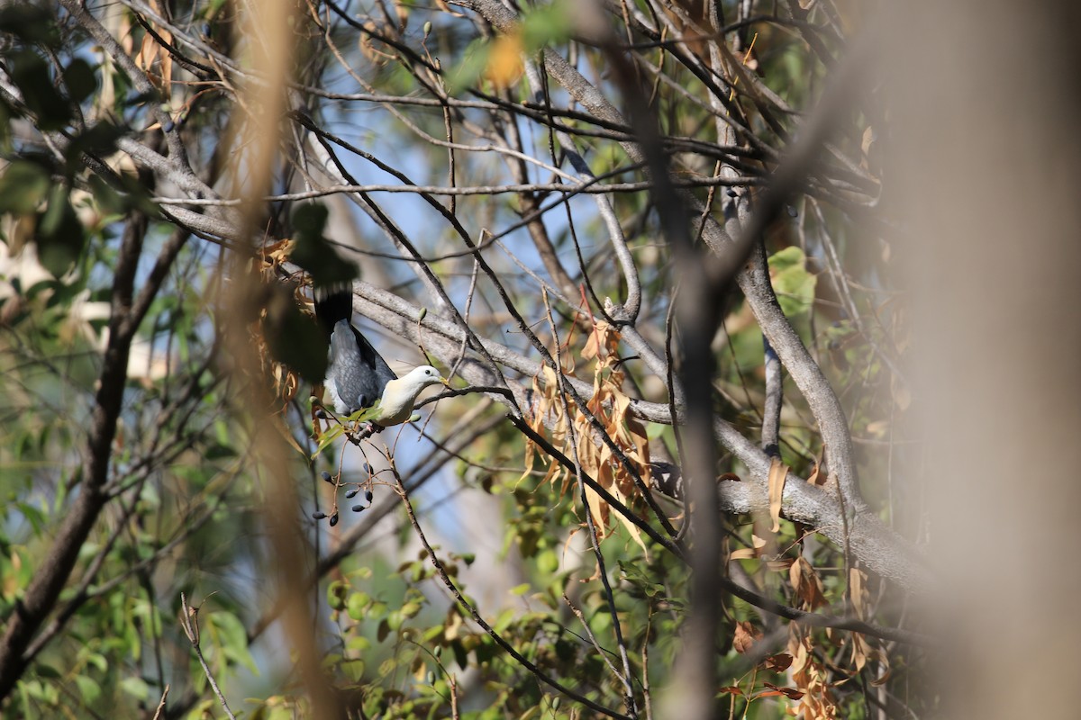 Black-banded Fruit-Dove - ML613326680