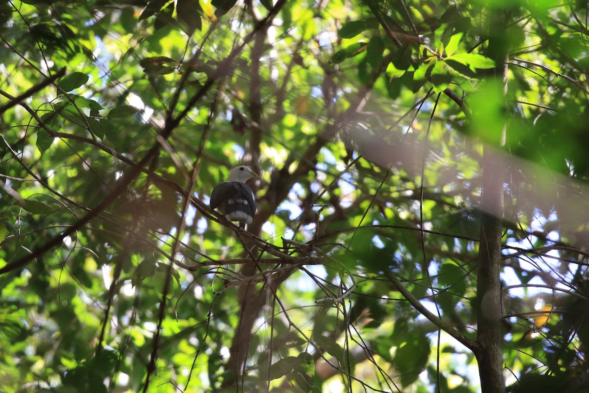 Black-banded Fruit-Dove - ML613326682