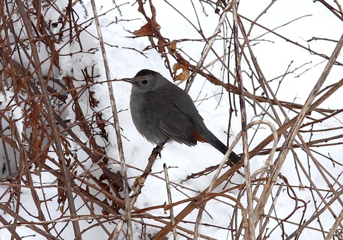 Gray Catbird - ML613326764