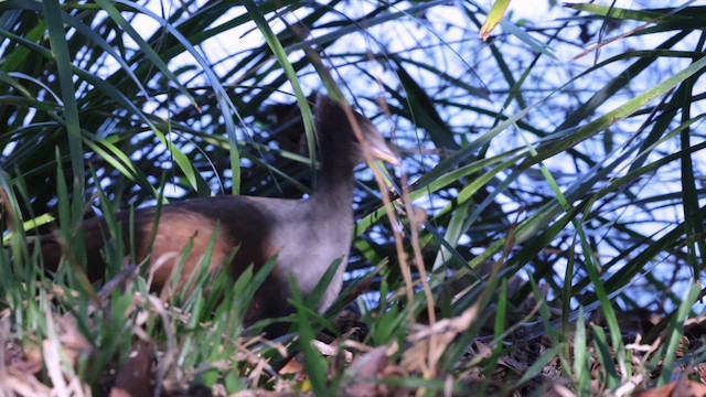 Orange-footed Megapode - ML613326940