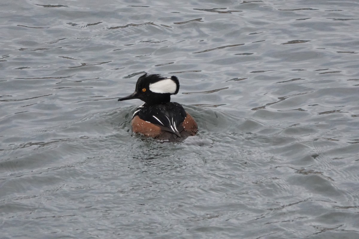 Hooded Merganser - ML613326941