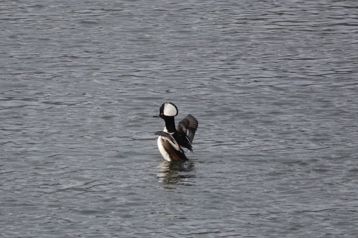 Hooded Merganser - ML613326944