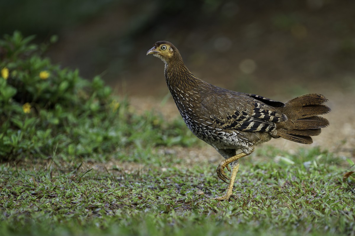 Sri Lanka Junglefowl - ML613326991