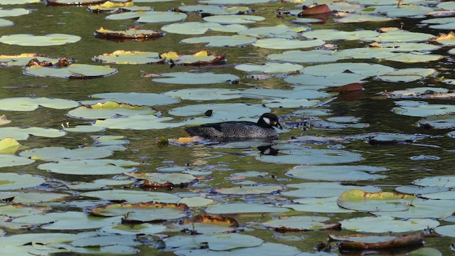 Green Pygmy-Goose - ML613327027