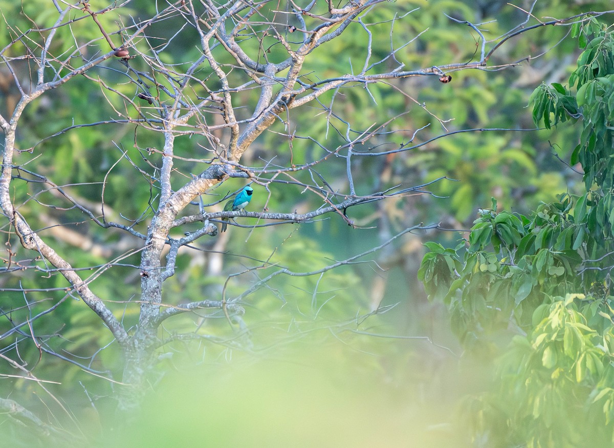 Swallow Tanager - David Tripp Jr