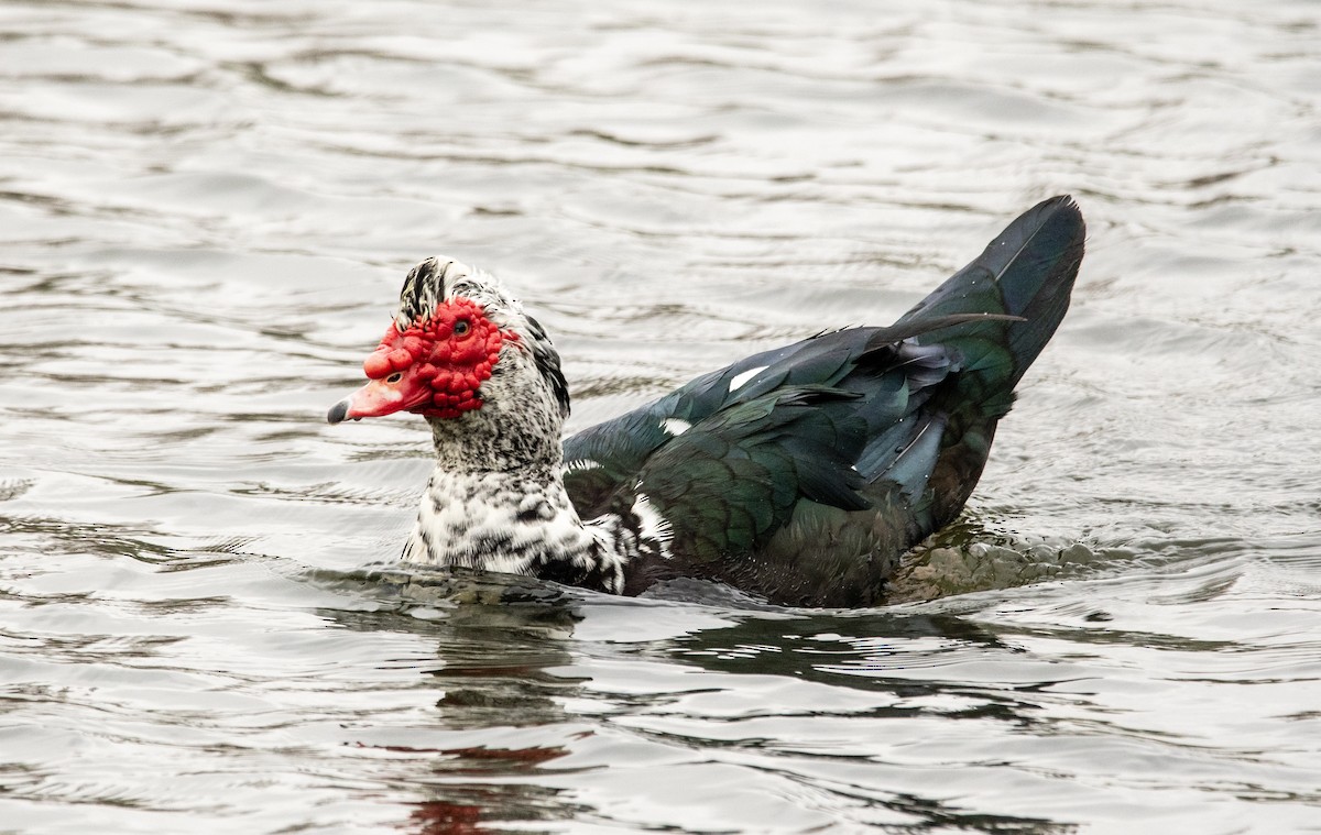 Muscovy Duck (Domestic type) - ML613327050