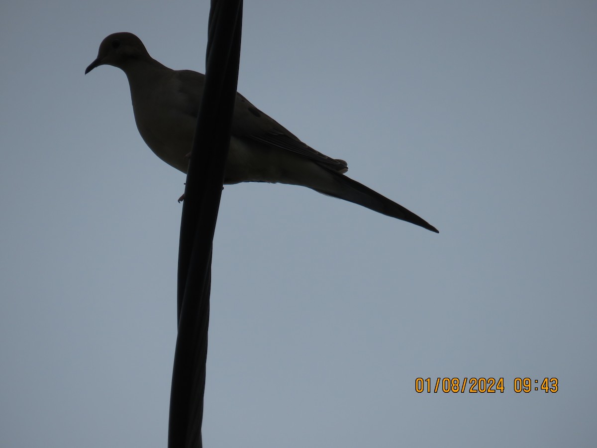 Mourning Dove - ML613327058