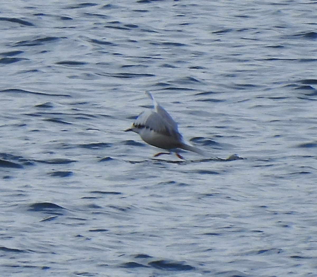 Bonaparte's Gull - ML613327095