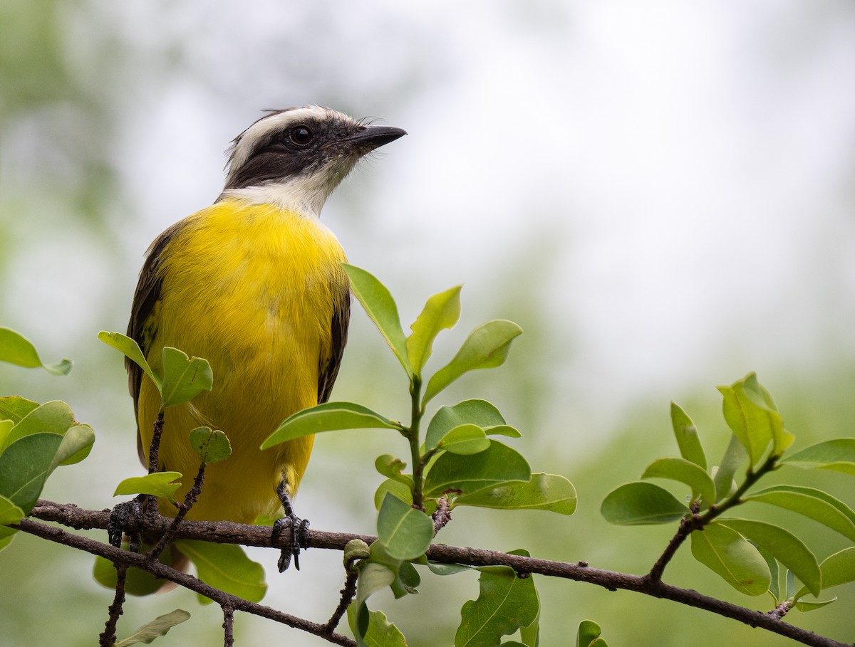 Social Flycatcher - Forest Botial-Jarvis