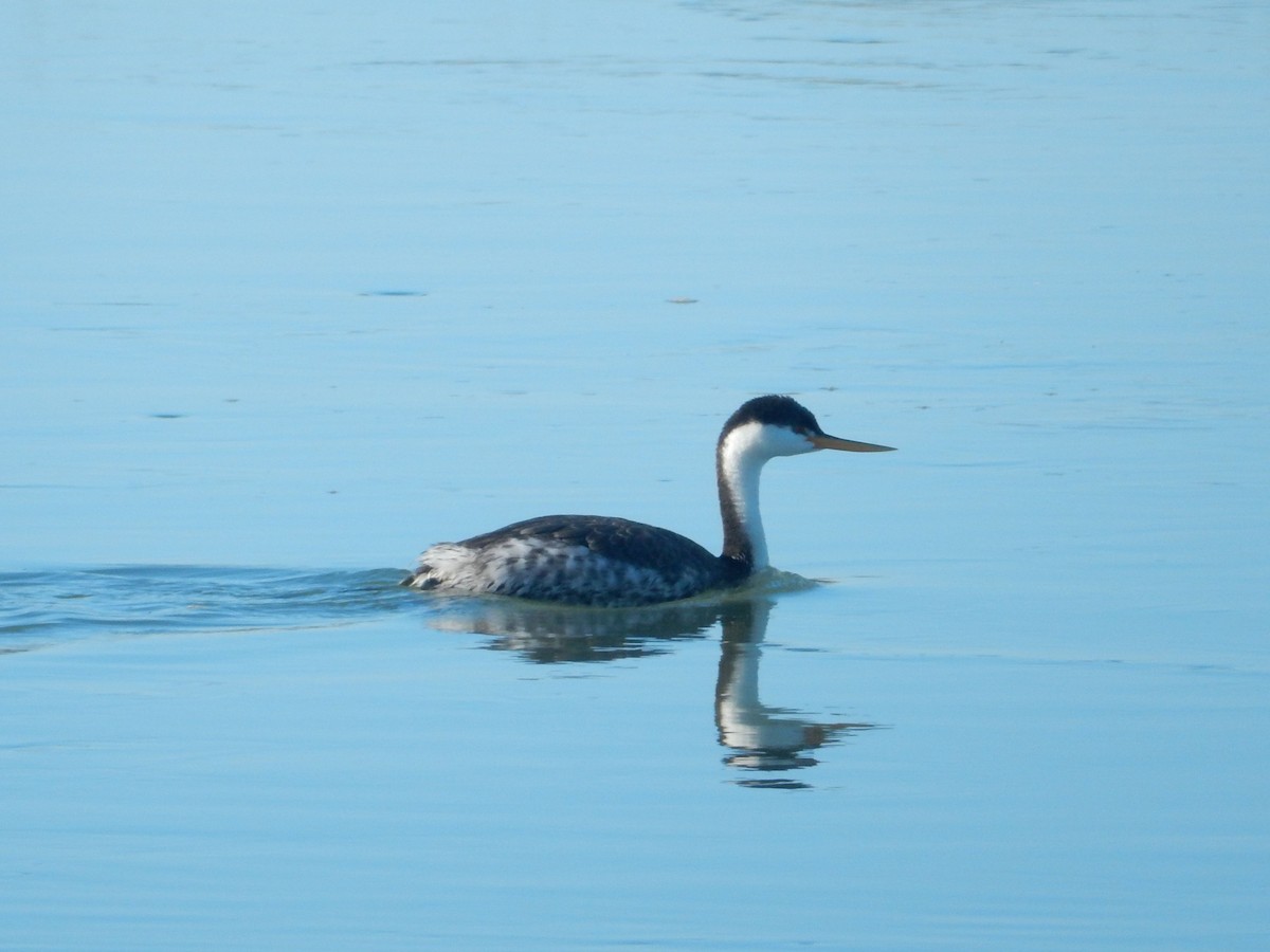 Western/Clark's Grebe - ML613327130