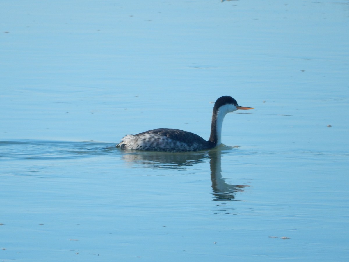 Western/Clark's Grebe - ML613327132