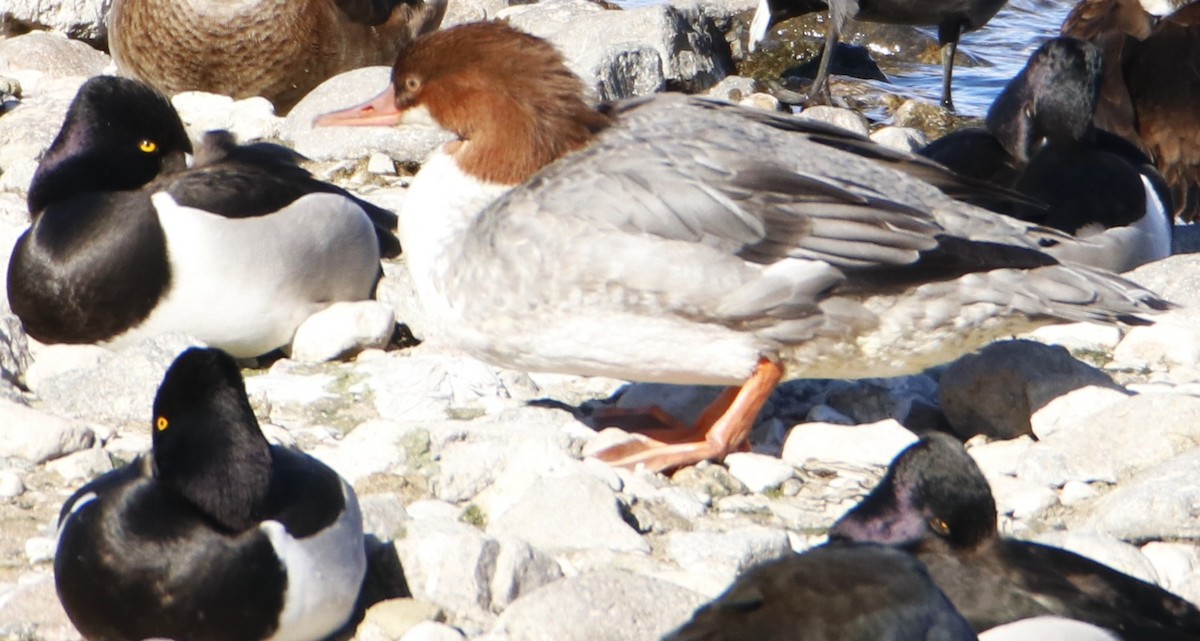 Common Merganser - ML613327145