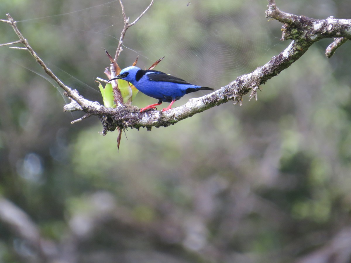 Red-legged Honeycreeper - ML613327172