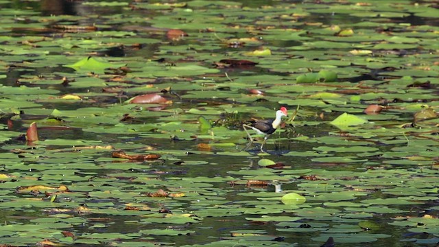 Jacana à crête - ML613327182