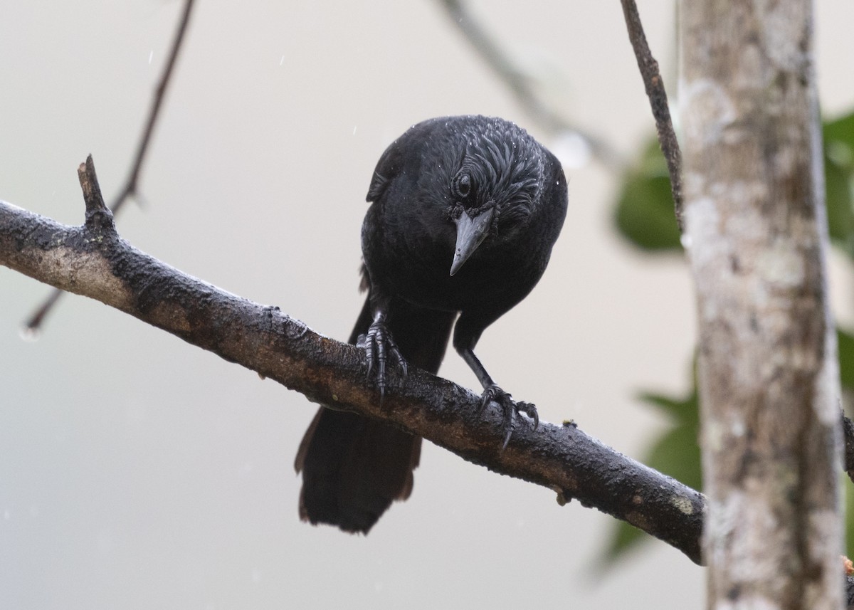 Forbes's Blackbird - ML613327193