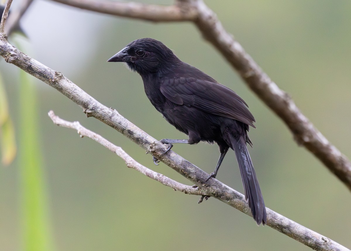 Forbes's Blackbird - ML613327195