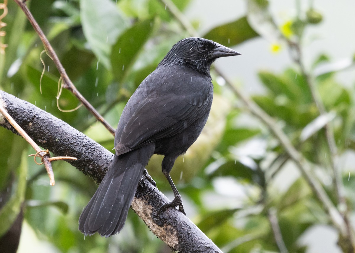 Forbes's Blackbird - ML613327202