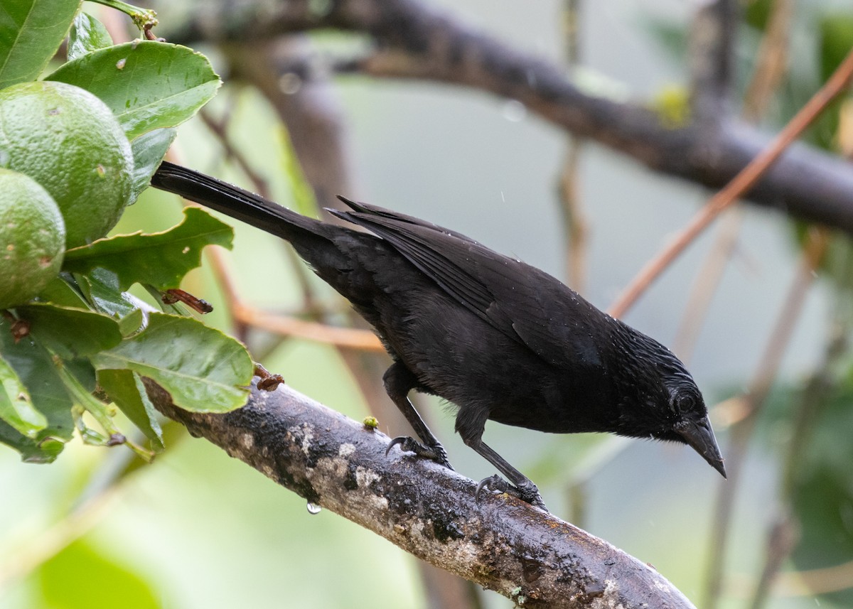 Forbes's Blackbird - Silvia Faustino Linhares