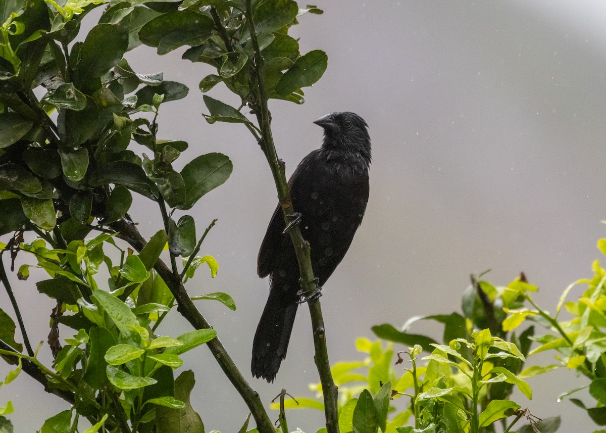 Forbes's Blackbird - ML613327206