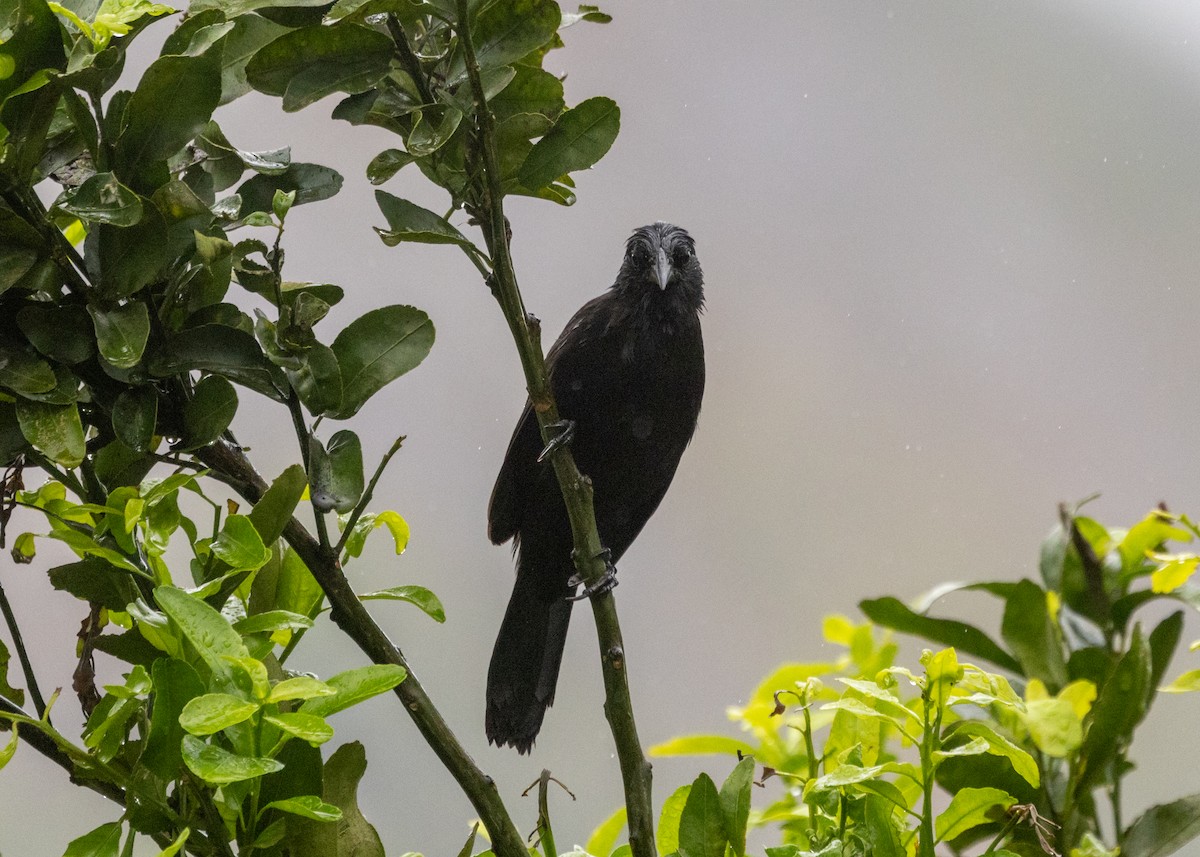 Forbes's Blackbird - ML613327207