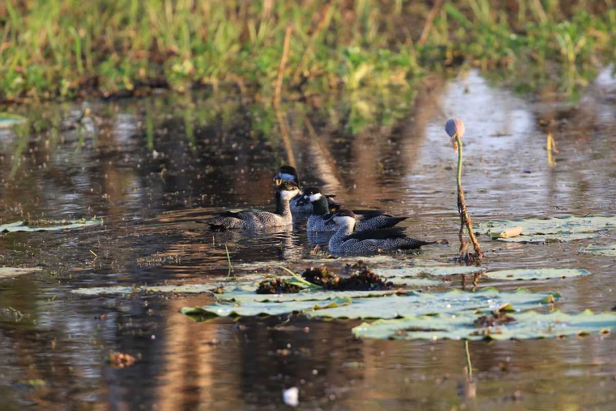 Green Pygmy-Goose - ML613327292