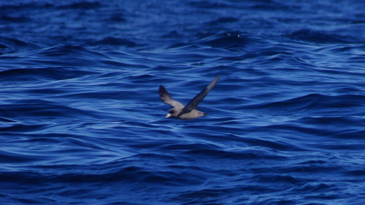 Fulmar boréal (rodgersii) - ML613327449