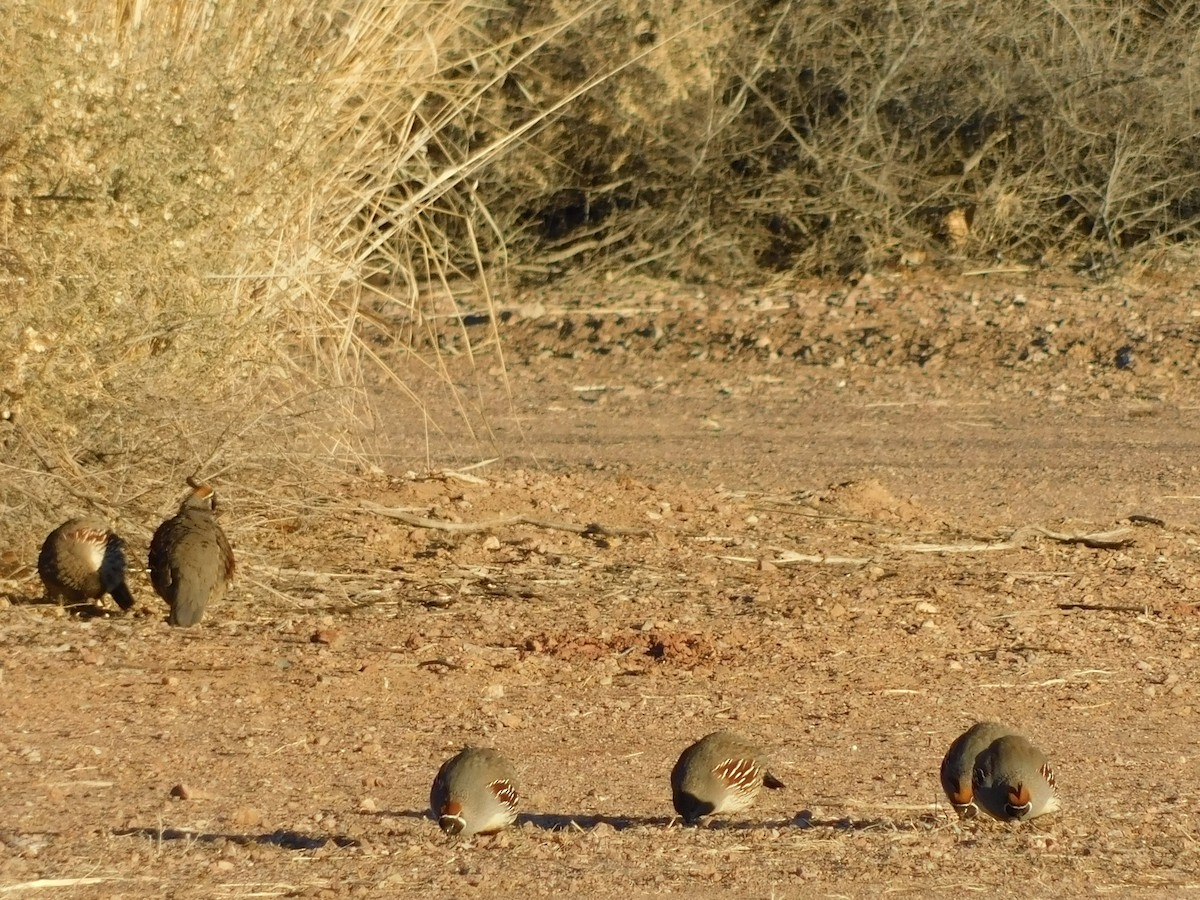 Gambel's Quail - ML613327466