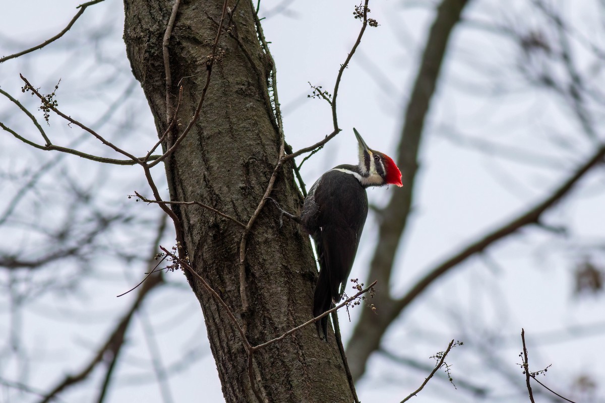 Pileated Woodpecker - ML613327498