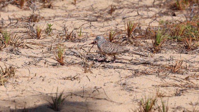 Peaceful Dove - ML613327561