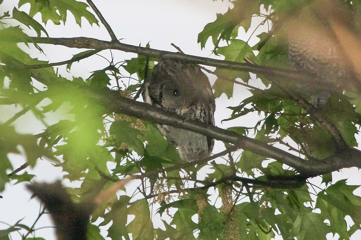 Eastern Screech-Owl - ML613327593