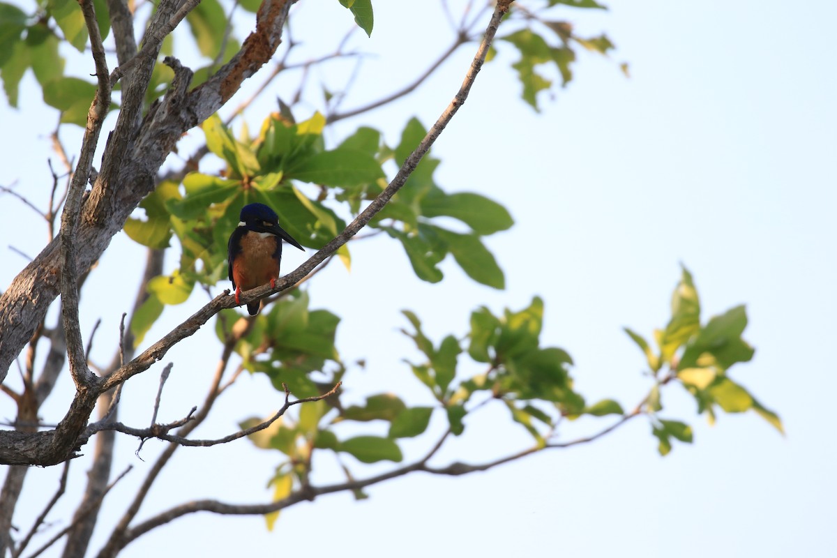 Azure Kingfisher - ML613327633