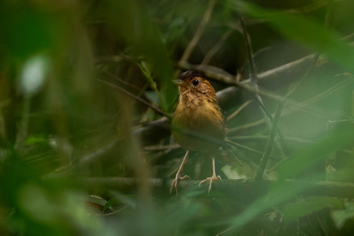 Brown-capped Babbler - ML613327647