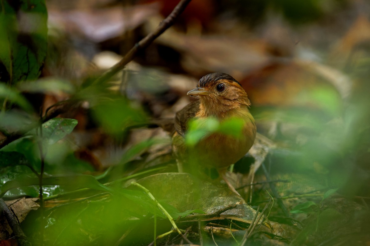 Brown-capped Babbler - ML613327649